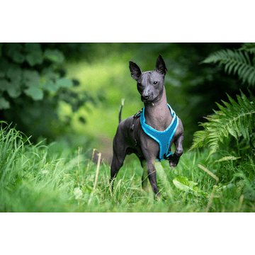 Hundegeschirr Vary, türkis
