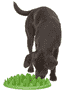 Green Slow Dog Feeder