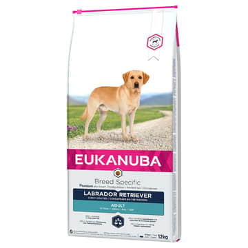 Labrador Retriever Adult
