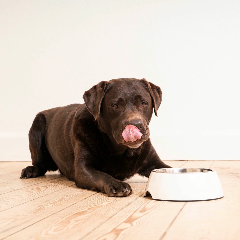 HPM Wet Adult Dog Digestive Support