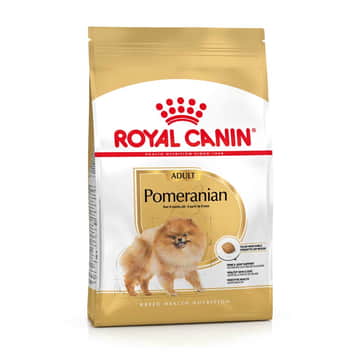 Pomeranian