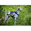 Vary dog harness, royal blue