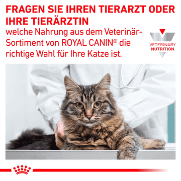 Gastrointestinal Kitten Dose