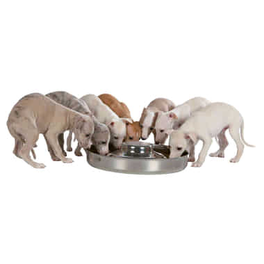 Junior ecuelle chiot