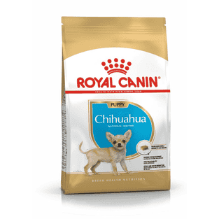 Chihuahua Puppy