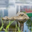 Tête de crocodile flottante