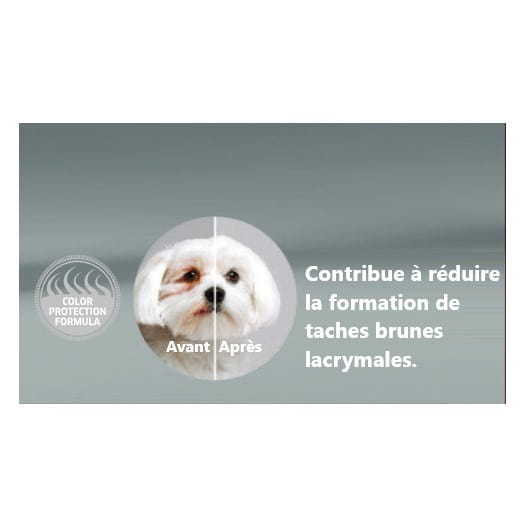 chiens maltais bruns adultes