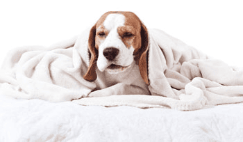 Husten bei Hunden – nicht immer einfach eine Erkältung!