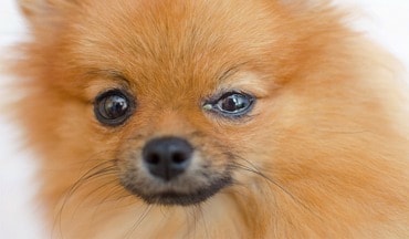 Warum hat mein Hund ständig tränende Augen?