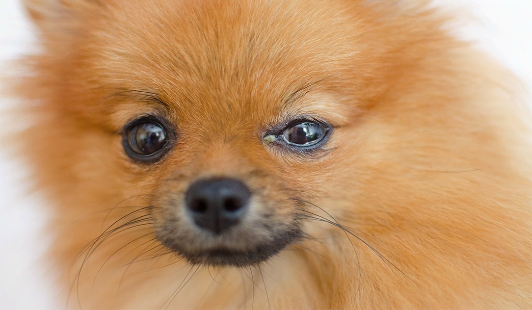 Chien avec l'oeil qui coule.