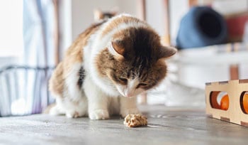 Warum erbricht meine Katze? 