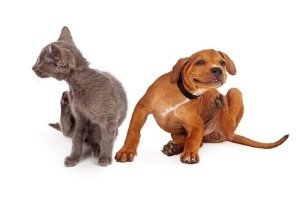 Allergien bei Hund und Katze