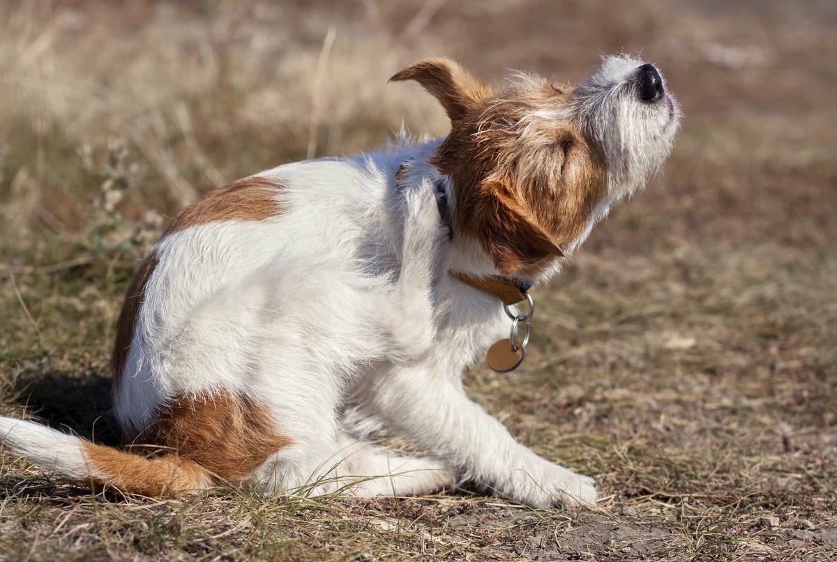 Allergie Jack Russel