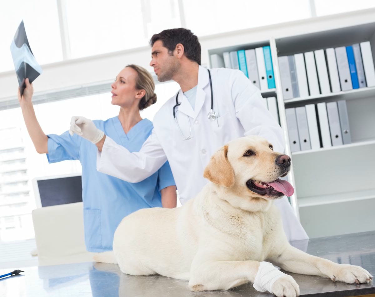 Arthrose bei Hund und Katze