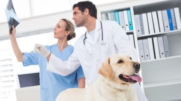 Osteoarthritis Dog
