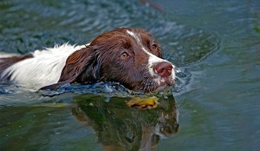 Hund schwimmt im Wasser