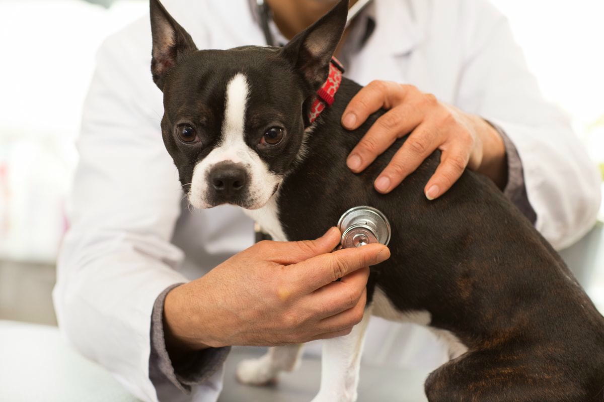 Bauchspeicheldrüsenentzündung bei Hunden und Katzen