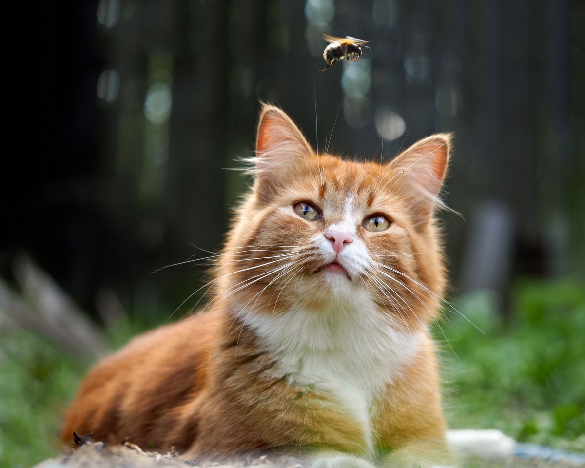 Katze und Biene