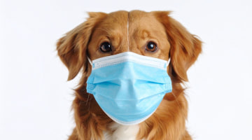 Coronaviren bei Hunden und Katzen