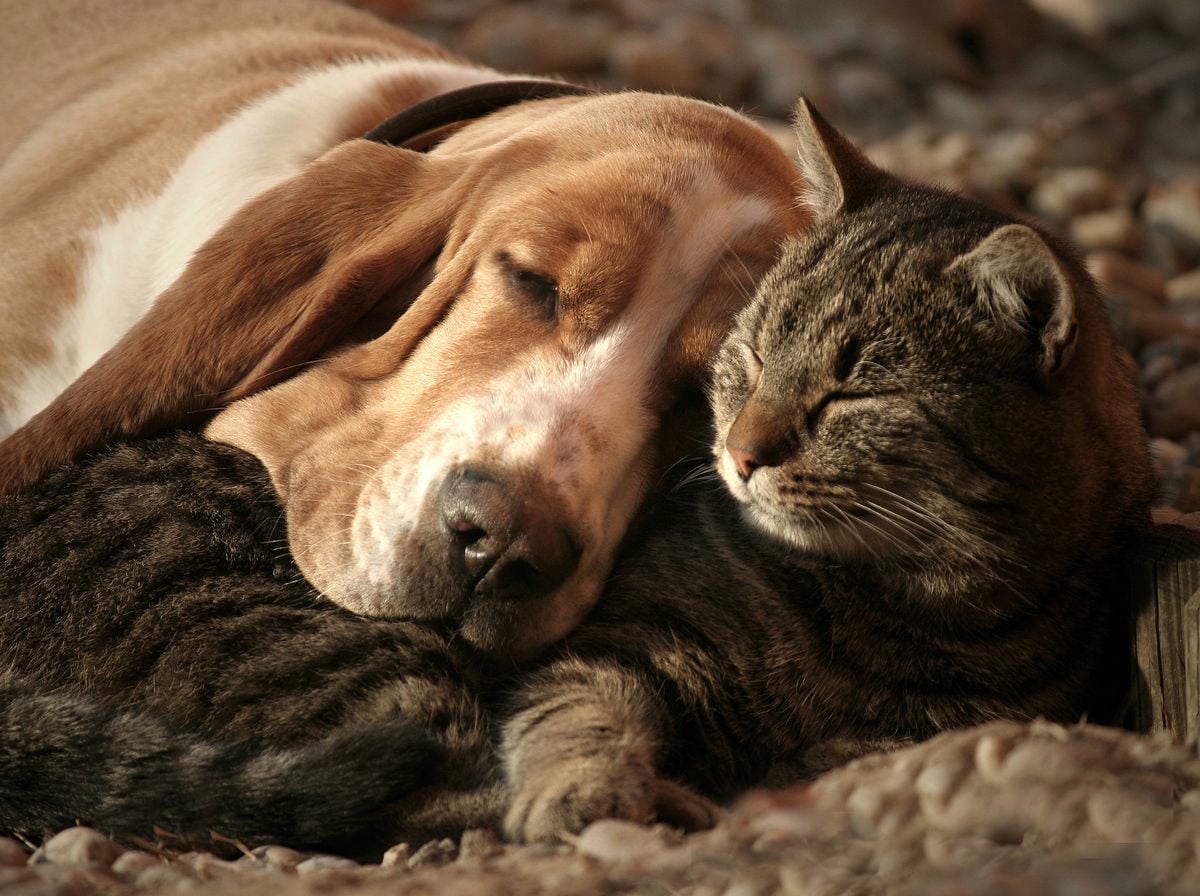 Dementia in Dogs and Cats
