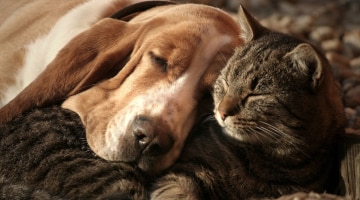 Demenz bei Hund und Katze