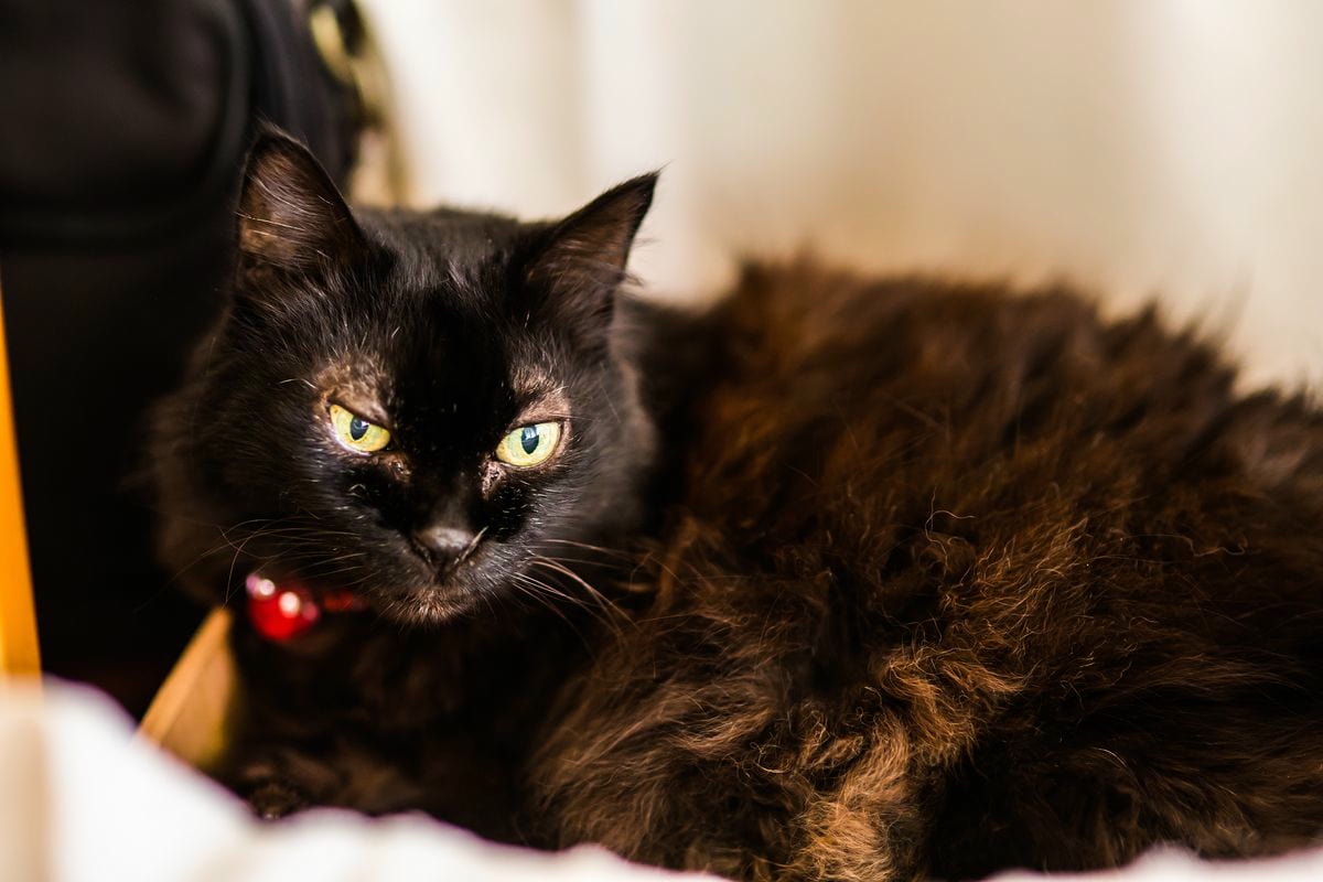 Chat âgé et sénile