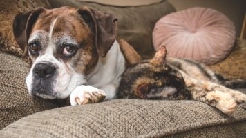 Demenz bei Hund und Katze