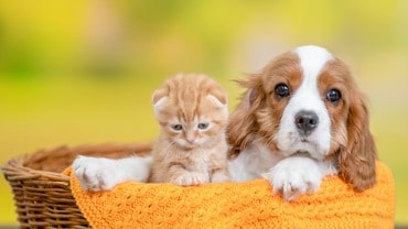 puppy, dog