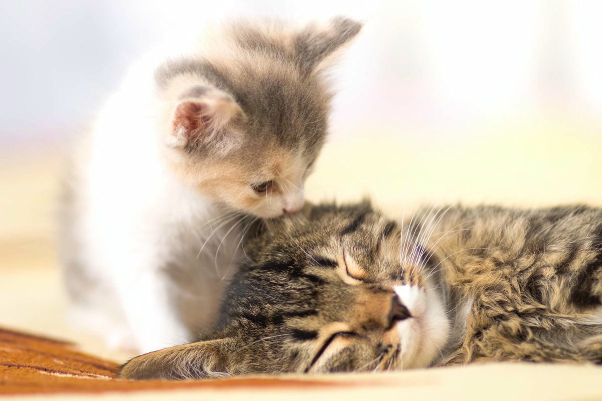 Eine zweite Katze  ist das eine gute Idee oder nicht?