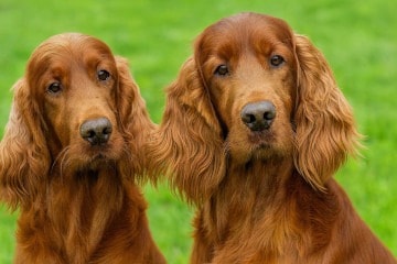 Einen Hund adoptieren: Rüde oder Hündin?