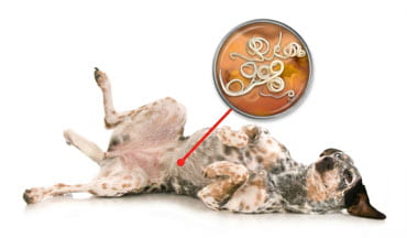 Endoparasites chez le chien : bien reconnaître et traiter les vers et les giardias