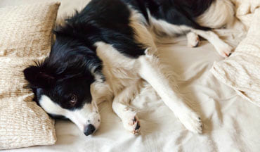 Epilepsie beim Hund: Ein Ratgeber für ein sicheres Zusammenleben