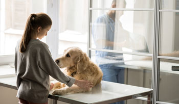 Frau begleitet ihren alten Hund bei der Euthanasie