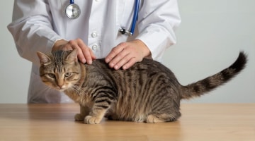 FLUTD Katze