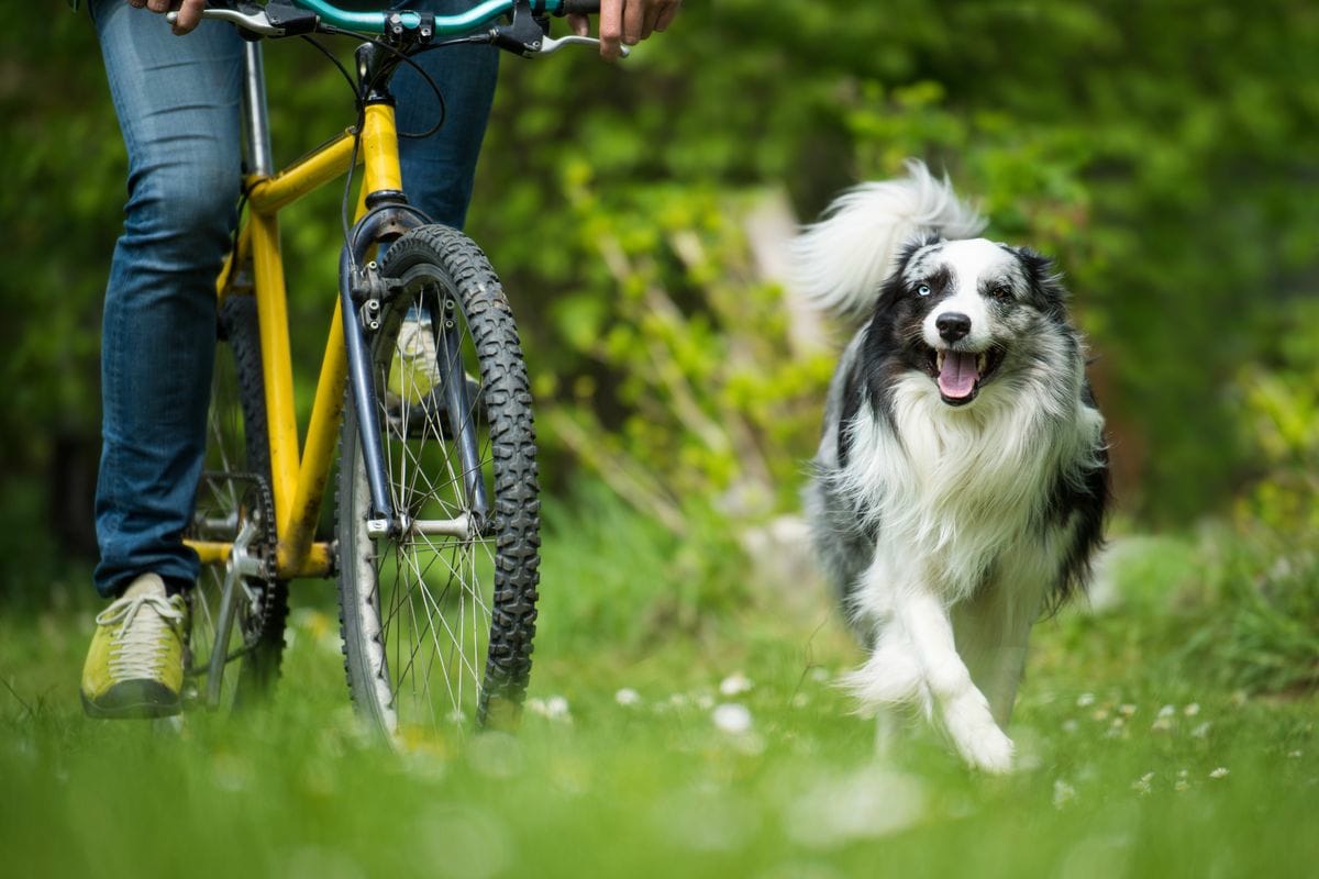 Velofahren mit dem Hund