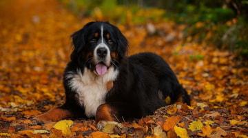 Coat Care in Autumn
