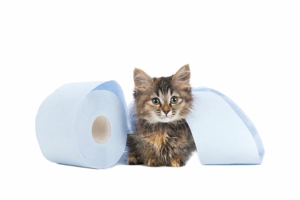 Giardien bei Hund und Katze