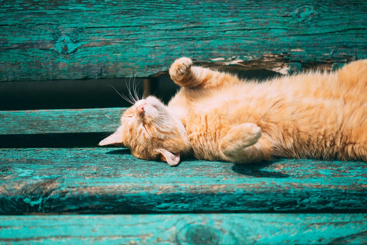 Sonnenbrand Katze