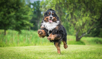 Wie kann man wiederkehrenden Durchfall bei Hunden verhindern?