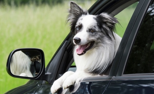 Hund im Auto lassen: Was Sie beachten sollten