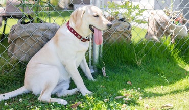 Hitzschlag beim Hund: Erste Hilfe und wirksame Vorbeugung