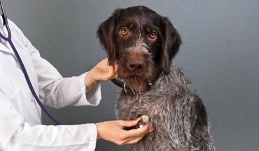 Chien avec une maladie cardiaque