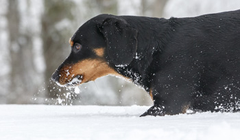 Hunde im Schnee: Vorsichtsmassnahmen und Pflege im Winter