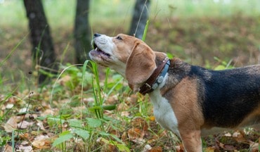 Hund frisst Gras