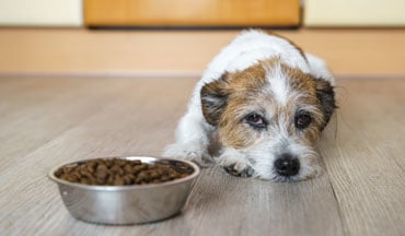 Dog feeling unwell in front of its food bowl