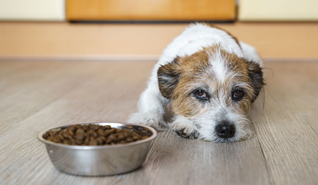 Dog feeling unwell in front of its food bowl