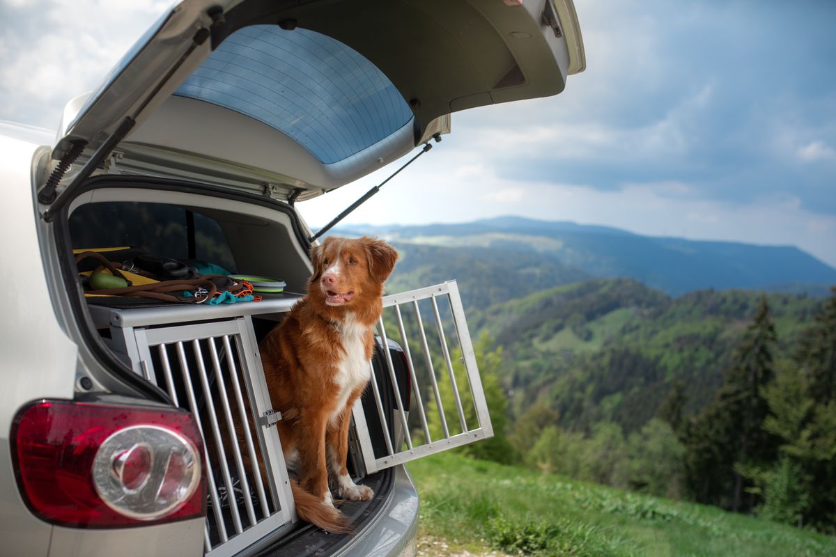 Hunde sicher transportieren