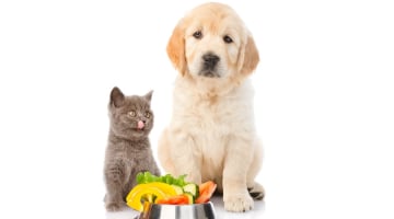 vegetarian-diet-dog-cat