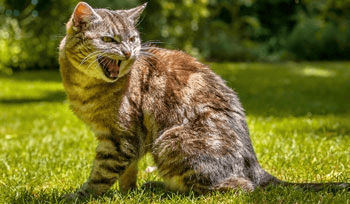 Die Schilddrüsenüberfunktion bei der Katze