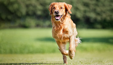Geschafft! Das Idealgewicht halten: So vermeiden Sie den Jojo-Effekt bei Ihrem Hund